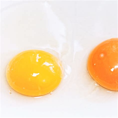 orange egg yolk yolk colors explained  cracking