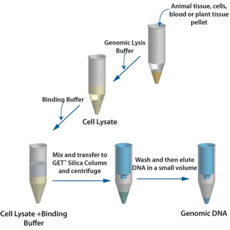 high efficient genomic dna purification