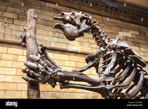 A Fossilised Giant Sloth Skeleton In The Natural History Museum London