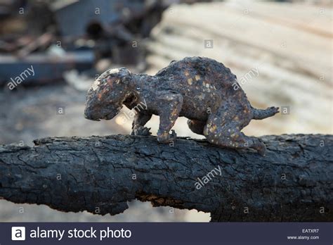 charred remains   squirrel burned   wildfire rshittystockphotos