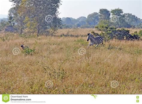 zebra chasing wild dogs stock photo image  animal