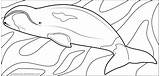 Whale Bowhead sketch template