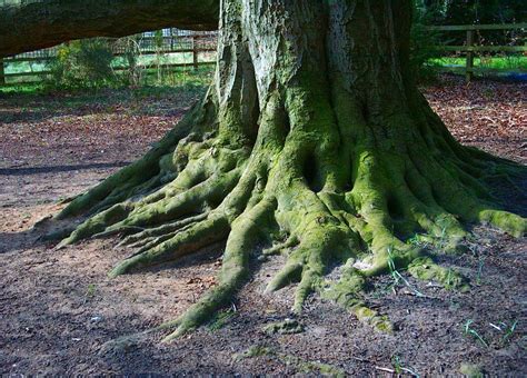 tree roots alte baeume baum