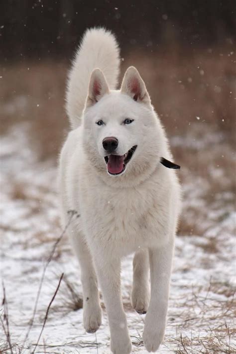 white alaskan husky profile facts care traits appearance dog dwell