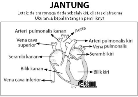 bagian jantung manusia  fungsinya idschool