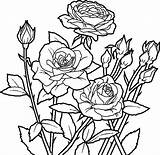 Coloring Pages Rose Roses Getdrawings Bud sketch template