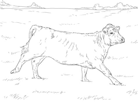 angus  pages coloring pages