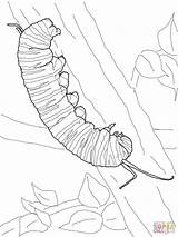 Caterpillar Monarch Coloring Butterfly Pages Drawing Printable Supercoloring Hungry Colouring Line Cocoon Getdrawings sketch template