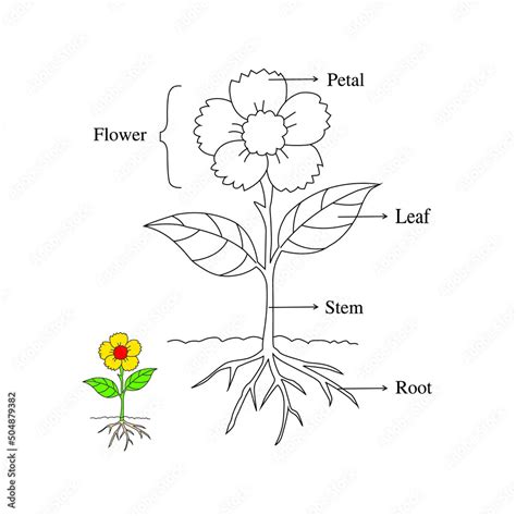 parts  plant parts  sunflower plant morphology  flowering plant  root system flower