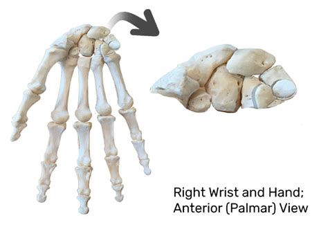 carpal bones anterior palmar view