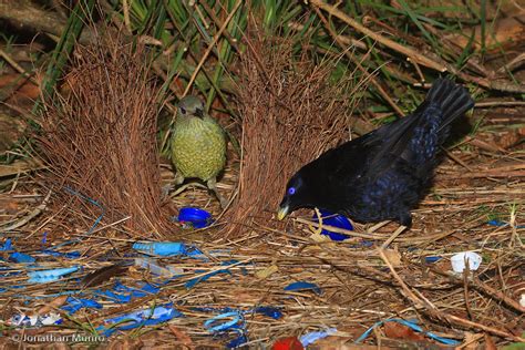 photo bowerbirds bower blue   jooinn