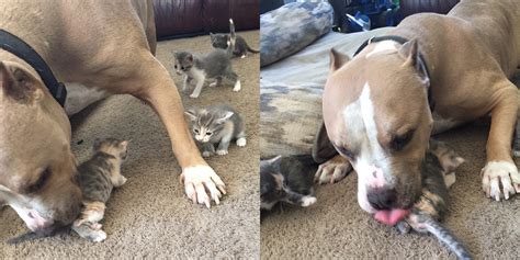 pit bull who s obsessed with cats gets his own litter of