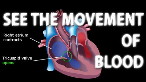 pathway  blood flow   heart animated tutorial closed