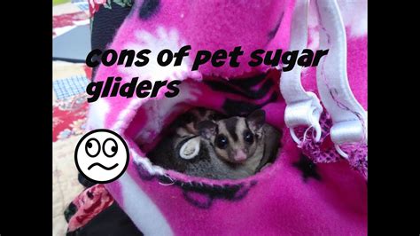 cons  owning sugar gliders youtube