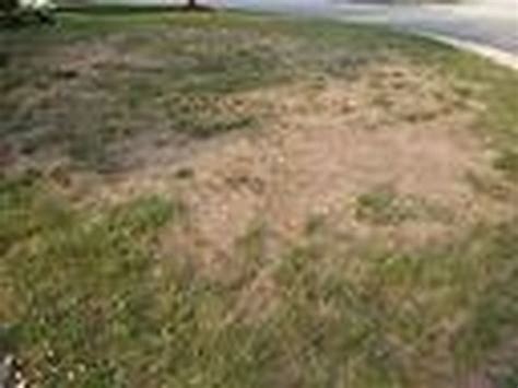How To Repair And Reseed Dead Spots On Your Lawn Hunker