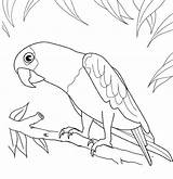 Loros Parrot Perroquet Toucan Colorear Papegaai Parrots Colouring Toco Kleurplaat Pajaros Mewarnai Papagei sketch template