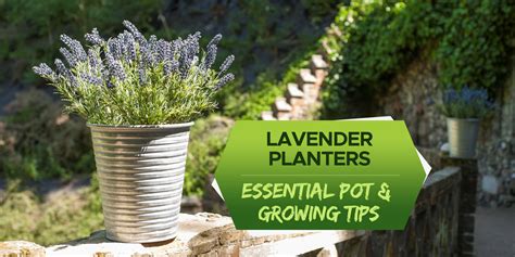 lavender planters choosing   pot growing tips grow  yard