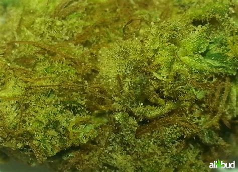 dutch treat marijuana strain information reviews allbud