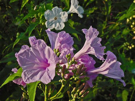 plantanswers plant answers bush morning glory