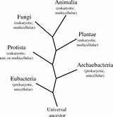 Kingdoms Microorganisms Fungi Classification Taxonomy Microbiology Characteristics Organisms Microbes Klasifikasi Domains Menurut Evolution Classified Classify Explanation sketch template