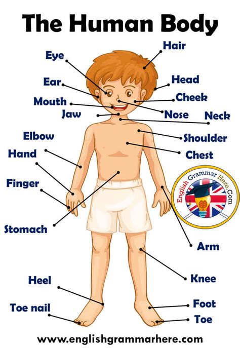 parts  human body definition  examples english grammar