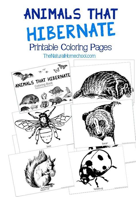 animals  hibernate  winter printable coloring book  natural homeschool animals