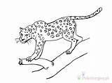 Kolorowanki Gepardy Leopardy sketch template