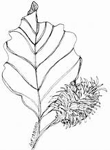 Sycamore Tree Beech Drawing Getdrawings Plant Leaf sketch template