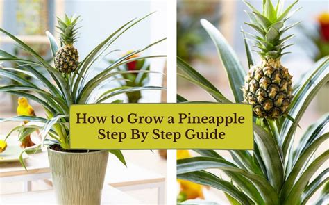 grow  pineapple  step  step growing guide gardens nursery