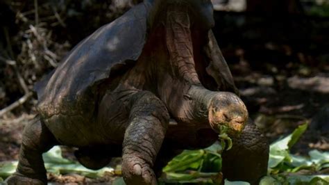 Diego The Galápagos Tortoise With A Species Saving Sex Drive Retires