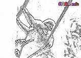 Gibbon Coloring 65kb 1280 sketch template
