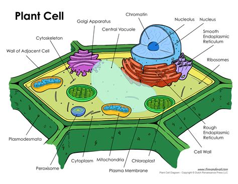 plant cell diagram tims printables