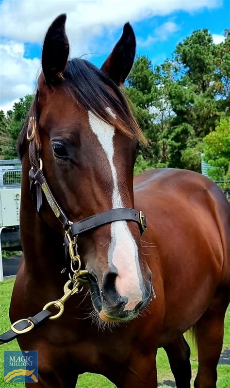 2022 adelaide yearling sale lot 428 your song aus unholy miss aus