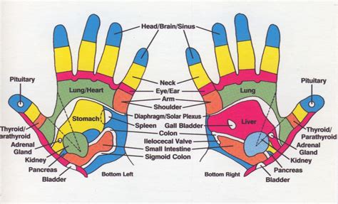 Hand Chart Reflexology Reflexology Hand Chart Reflexology Pressure
