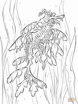 Coloring Pages Leafy Realistic Seadragon Seahorse Drawing Dragon Printable Sea Color Colouring Nature Fish sketch template
