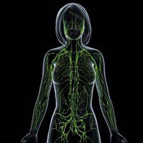 10 Interesting The Lymphatic System Facts My Interesting