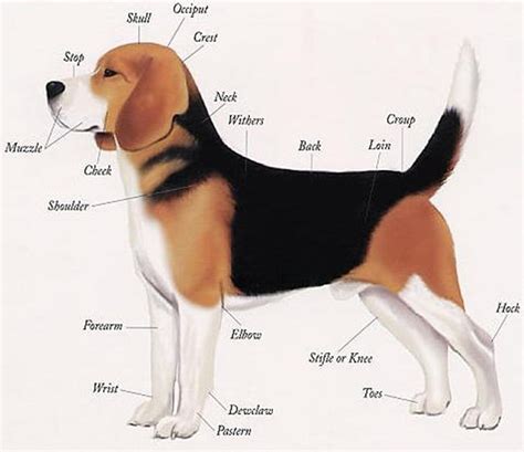 body parts  beagle dog  animals planet