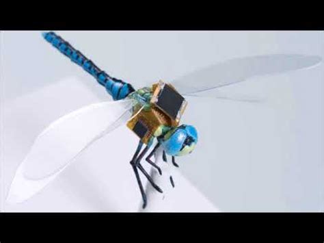 insect drones youtube