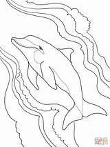 Dolphin Coloring Pages Bottlenose Tale Drawing Getdrawings Printable Spinner Getcolorings sketch template
