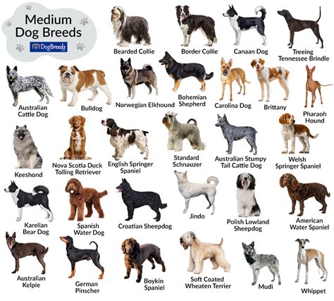 considered  medium dog breed