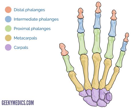 bones   hand carpal bones metacarpal bones geeky medics