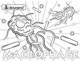 Macrophage sketch template