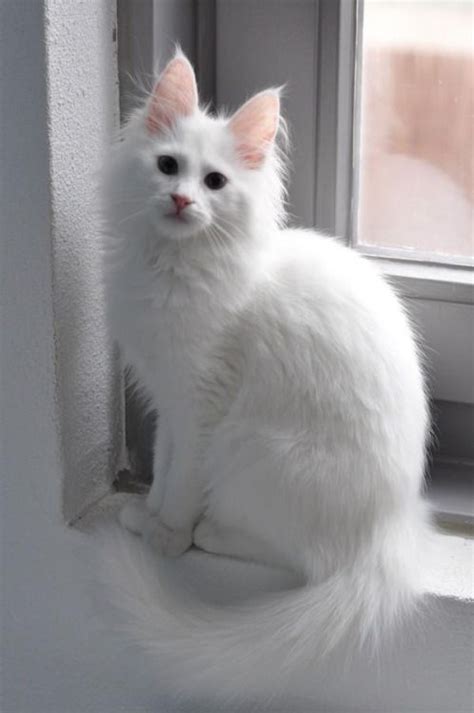 29 turkish angora cat breeders furry kittens