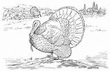 Turkey Wildlife Coloring Pages Animals Turkeys Plummage sketch template