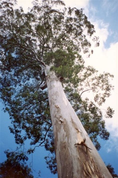 largest eucalyptus deanei   faces  chain   santa monica calif video huffpost