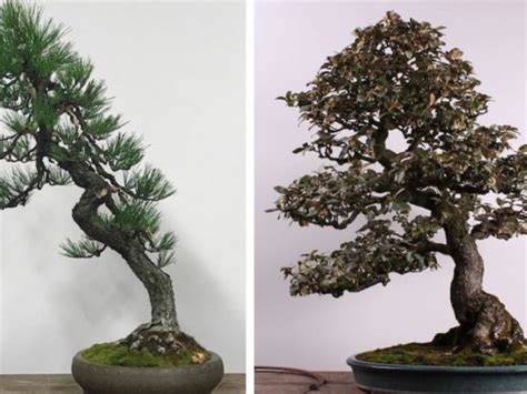 stolen bonsai trees returned to pacific bonsai museum