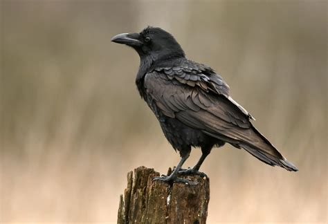 fascinating facts  ravens farmers almanac plan  day grow  life