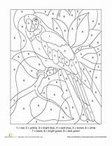 Number Color Parrot Coloring Numbers Printable Pages Kids Grade Bird Paint Adults Adult Worksheets Printables Worksheet Fall First Education Stained sketch template