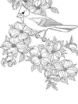 cardinal bird drawing coloring pages  ideas drawing bird bird