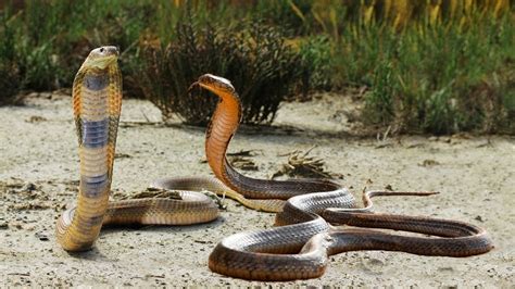 king cobra  king cobra real fight  death snake attack snake